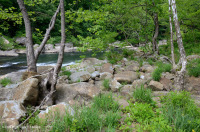 Piedmont / Trung Appalachian Sycamore - Rừng cây bạch dương ven sông – CEGL003896