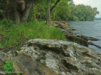 Đồng bằng ngập lụt đá gốc Piedmont / Trung Appalachian Rừng cây bị xói mòn – CEGL006476