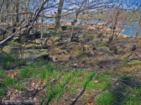 Đồng bằng ngập lụt đá gốc Piedmont / Trung Appalachian Rừng cây bị xói mòn – CEGL006476