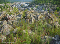 Piedmont / Central Appalachian Riverside Outcrop Prairie – CEGL006478