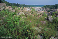 Piedmont / Central Appalachian Riverside Outcrop Prairie – CEGL006478