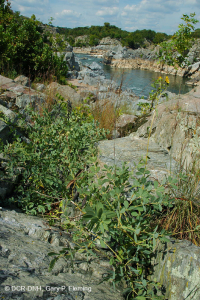 Piedmont / Central Appalachian Riverside Outcrop Prairie – CEGL006478