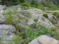 Piedmont / Central Appalachian Riverside Outcrop Prairie – CEGL006478