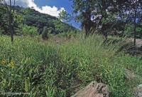 Piedmont / Central Appalachian Riverside Outcrop Prairie – CEGL006478