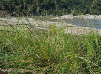 Piedmont / Central Appalachian Riverside Outcrop Prairie – CEGL006478