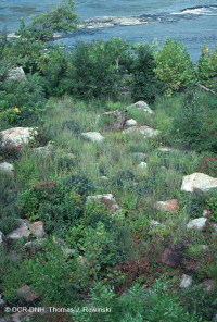 Đồng cỏ ngập lụt nền đá Piedmont / Trung Appalachian – CEGL6283