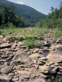 Ridge and Valley Gravel-Wash Riverside Prairie – CEGL006477