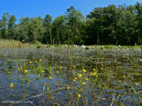 Ao núi Appalachian Trung tâm (Buttonbush - Loại cói Threeway) – CEGL003746 Ao núi Appalachian Trung tâm (Buttonbush - Loại cói Threeway) – CEGL003746