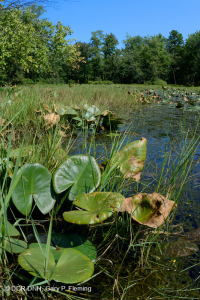 Ao núi Appalachian Trung tâm (Buttonbush - Loại cói Threeway) – CEGL003746 Ao núi Appalachian Trung tâm (Buttonbush - Loại cói Threeway) – CEGL003746