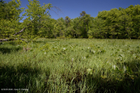 Ao núi Appalachian Trung tâm (Buttonbush - Loại cói Threeway) - CEGL003746 Ao núi Appalachian Trung tâm (Buttonbush - Loại cói Threeway) - CEGL003746