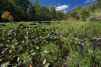 Ao núi Appalachian Trung tâm (Buttonbush - Loại cói Threeway) – CEGL003746 Ao núi Appalachian Trung tâm (Buttonbush - Loại cói Threeway) – CEGL003746