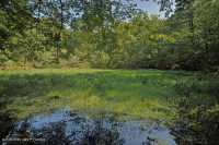 Ao núi Appalachian Trung tâm (Buttonbush - Loại cói Threeway) – CEGL003746 Ao núi Appalachian Trung tâm (Buttonbush - Loại cói Threeway) – CEGL003746