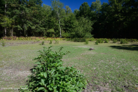 Hồ sụt Shenandoah Valley (Loại điển hình) – CEGL007858 Hồ sụt Shenandoah Valley (Loại điển hình) – CEGL007858