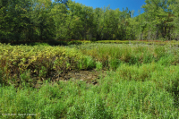 Ao núi Appalachian Trung tâm (Buttonbush - Loại cói Threeway) – CEGL003746 Ao núi Appalachian Trung tâm (Buttonbush - Loại cói Threeway) – CEGL003746