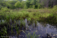 Ao núi Appalachian Trung tâm (Buttonbush - Loại cói Threeway) – CEGL003746 Ao núi Appalachian Trung tâm (Buttonbush - Loại cói Threeway) – CEGL003746