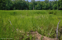 Hồ sụt Shenandoah Valley (Loại điển hình) – CEGL007858 Hồ sụt Shenandoah Valley (Loại điển hình) – CEGL007858