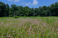 Ao núi Appalachian Trung tâm (Buttonbush - Loại cói Threeway) – CEGL003746 Ao núi Appalachian Trung tâm (Buttonbush - Loại cói Threeway) – CEGL003746