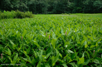 Ao núi Appalachian Trung tâm (Buttonbush - Loại cói Threeway) – CEGL003746 Ao núi Appalachian Trung tâm (Buttonbush - Loại cói Threeway) – CEGL003746