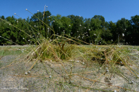 Ao núi Appalachian Trung tâm (Buttonbush - Loại cói Threeway) – CEGL003746 Ao núi Appalachian Trung tâm (Buttonbush - Loại cói Threeway) – CEGL003746