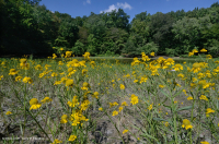 Hồ sụt Shenandoah Valley (Loại điển hình) – CEGL007858 Hồ sụt Shenandoah Valley (Loại điển hình) – CEGL007858