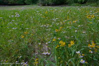 Hồ sụt Shenandoah Valley (Loại điển hình) – CEGL007858 Hồ sụt Shenandoah Valley (Loại điển hình) – CEGL007858