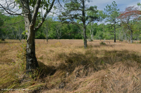 Hồ sụt Shenandoah Valley (Loại cói Barratt) – CEGL007857 Hồ sụt Shenandoah Valley (Loại cói Barratt) – CEGL007857