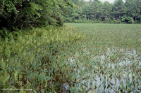 Hồ sụt Shenandoah Valley (Kiểu Golden Club) – CEGL007859 Hồ sụt Shenandoah Valley (Kiểu Golden Club) – CEGL007859