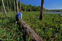 Hồ sụt Shenandoah Valley (Kiểu Golden Club) – CEGL007859 Hồ sụt Shenandoah Valley (Kiểu Golden Club) – CEGL007859