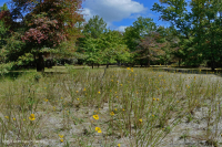 Hồ sụt Shenandoah Valley (Loại điển hình) - CEGL007858 Hồ sụt Shenandoah Valley (Loại điển hình) - CEGL007858