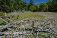 Ao núi Appalachian Trung tâm (Buttonbush - Loại cói Threeway) – CEGL003746 Ao núi Appalachian Trung tâm (Buttonbush - Loại cói Threeway) – CEGL003746