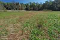 Hồ sụt Shenandoah Valley (Loại điển hình) – CEGL007858 Hồ sụt Shenandoah Valley (Loại điển hình) – CEGL007858