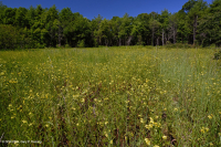 Hồ sụt Shenandoah Valley (Loại điển hình) – CEGL007858 Hồ sụt Shenandoah Valley (Loại điển hình) – CEGL007858