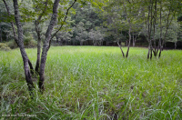 Hồ sụt Shenandoah Valley (Loại điển hình) – CEGL007858 Hồ sụt Shenandoah Valley (Loại điển hình) – CEGL007858