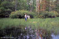 Ao núi Appalachian Trung tâm (Loại cói nước) – CEGL008542 Ao núi Appalachian Trung tâm (Loại cói nước) – CEGL008542