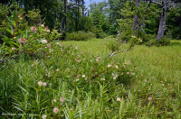 Ao núi Appalachian Trung tâm (Buttonbush - Loại cói Threeway) – CEGL003746 Ao núi Appalachian Trung tâm (Buttonbush - Loại cói Threeway) – CEGL003746