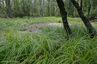 Ao núi Appalachian Trung tâm (Buttonbush - Loại cói Threeway) – CEGL003746 Ao núi Appalachian Trung tâm (Buttonbush - Loại cói Threeway) – CEGL003746