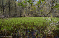 Ao núi Appalachian Trung tâm (Buttonbush - Loại cói Threeway) – CEGL003746 Ao núi Appalachian Trung tâm (Buttonbush - Loại cói Threeway) – CEGL003746