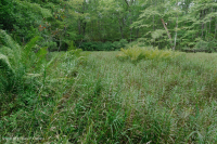 Ao núi Appalachian Trung tâm (Buttonbush - Loại cói Threeway) – CEGL003746 Ao núi Appalachian Trung tâm (Buttonbush - Loại cói Threeway) – CEGL003746