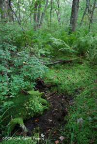 Rừng Trung Appalachian (Loại cao) – CEGL006132 Rừng Trung Appalachian (Loại cao) – CEGL006132