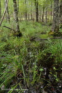 Rừng Trung Appalachian (Loại cao) – CEGL006132 Rừng Trung Appalachian (Loại cao) – CEGL006132