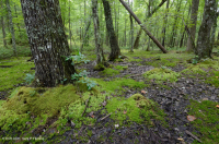 Rừng Trung Appalachian (Loại cao) – CEGL006132 Rừng Trung Appalachian (Loại cao) – CEGL006132