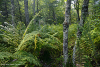 Rừng Trung Appalachian (Loại cao) – CEGL006132 Rừng Trung Appalachian (Loại cao) – CEGL006132