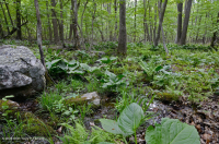 Đầm lầy rò rỉ cơ bản Appalachian Trung tâm – CEGL008416 Đầm lầy rò rỉ cơ bản Appalachian Trung tâm – CEGL008416