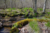 Đầm lầy rò rỉ cơ bản Appalachian Trung tâm – CEGL008416 Đầm lầy rò rỉ cơ bản Appalachian Trung tâm – CEGL008416