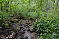 Đầm lầy rò rỉ cơ bản Appalachian Trung tâm – CEGL008416 Đầm lầy rò rỉ cơ bản Appalachian Trung tâm – CEGL008416