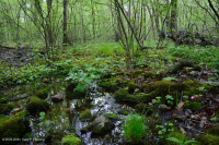 Đầm lầy rò rỉ cơ bản Appalachian Trung tâm – CEGL008416 Đầm lầy rò rỉ cơ bản Appalachian Trung tâm – CEGL008416