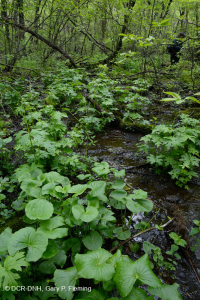 Đầm lầy rò rỉ cơ bản Appalachian Trung tâm – CEGL008416 Đầm lầy rò rỉ cơ bản Appalachian Trung tâm – CEGL008416