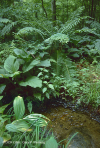 Đầm lầy thấm axit ở độ cao thấp của Trung Appalachian – CEGL007853 Đầm lầy thấm axit ở độ cao thấp của Trung Appalachian – CEGL007853