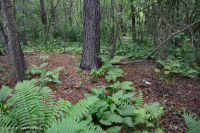 Đầm lầy thấm axit ở độ cao thấp của Trung Appalachian - CEGL007853 Đầm lầy thấm axit ở độ cao thấp của Trung Appalachian - CEGL007853