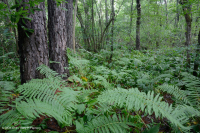 Đầm lầy thấm axit ở độ cao thấp của Trung Appalachian - CEGL007853 Đầm lầy thấm axit ở độ cao thấp của Trung Appalachian - CEGL007853